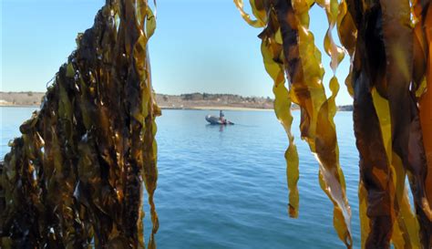 Maine Seaweed Harvest Set Record In 2018 But Court Rulings Cloud