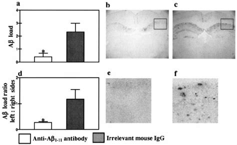 Anti A β 111 antibody reduces amyloid deposits in the brains of