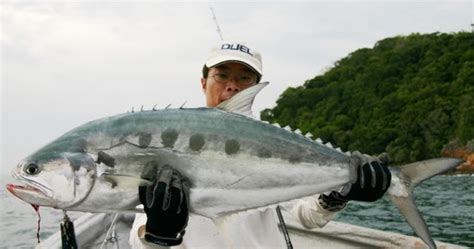 Darren Pro Fishing Guide Service （马来西亚专业钓鱼向导） 重炮手荒磯攻略