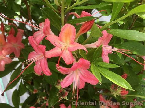 Azalea Westons Popsicle Oriental Garden Supply