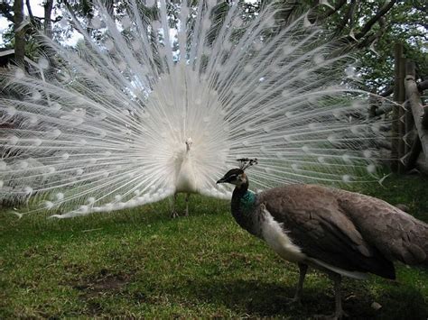 The White Peacock: A Magnificent Bird - Owlcation