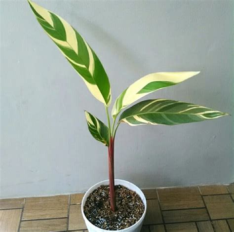 Tanaman Pisang Pisangan Heliconia Varigata Lazada Indonesia