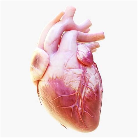 Human Heart Anatomy Animation 3D model animated | CGTrader