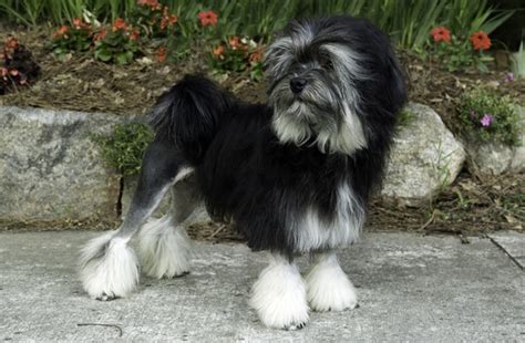 Dog Breed Of The Day Lowchen