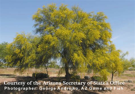 State Tree | Arizona State Library