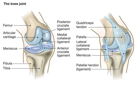 Introduction To The Knee Joint Orthopaedic Surgeon Dr A Theodorides