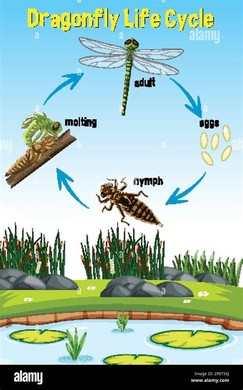 Dragonfly Life Cycle Infographic Illustration Stock Vector Image Art