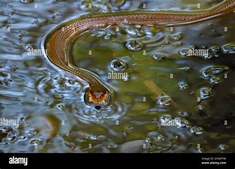 Plain Bellied Water Snake Swimming In Small Pool Stock Photo Alamy