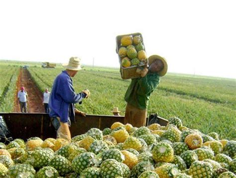 SECTOR AGROPECUARIO La comercialización agrícola