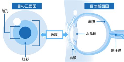 角膜に傷がついたらどうなる？角膜の傷（角膜ダメージ）の原因・症状・ケア方法｜スマイル｜ライオン株式会社