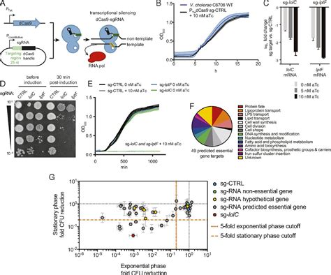 Analysis Of Lipoprotein Transport Depletion In Vibrio Cholerae Using