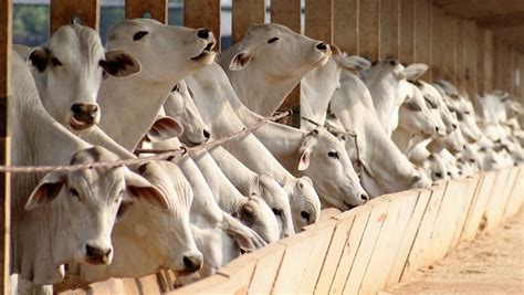 Cresce o número de animais em regime de confinamento no Brasil