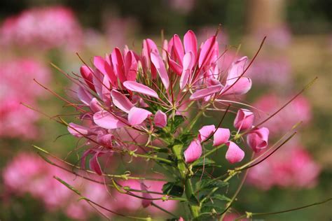 18 Pretty Pink Flowers For Your Garden