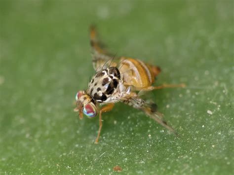 Ceratitis Capitata Facts Diet Habitat And Pictures On Animaliabio