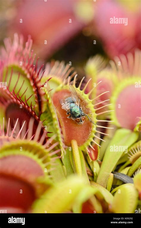 Dionaea Muscipula Roja Fotograf As E Im Genes De Alta Resoluci N Alamy