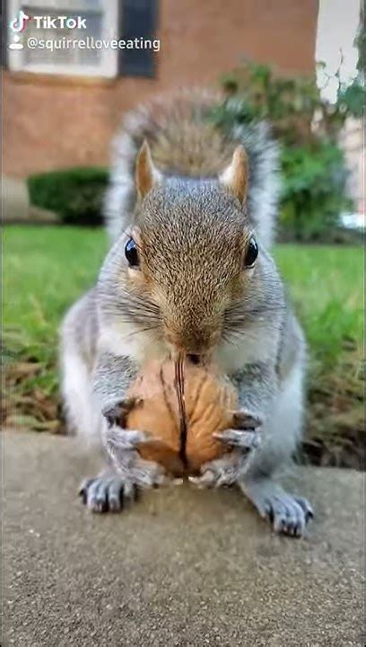 Cute Squirrel Eating Walnuts Cute Animal Video Funny Animal Video くるみ