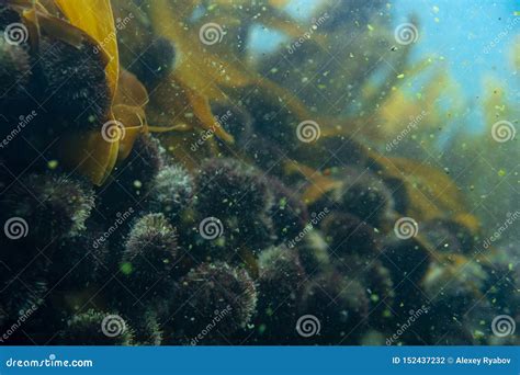 Diving and Underwater Photography, Octopus Under Water in Its Natural ...