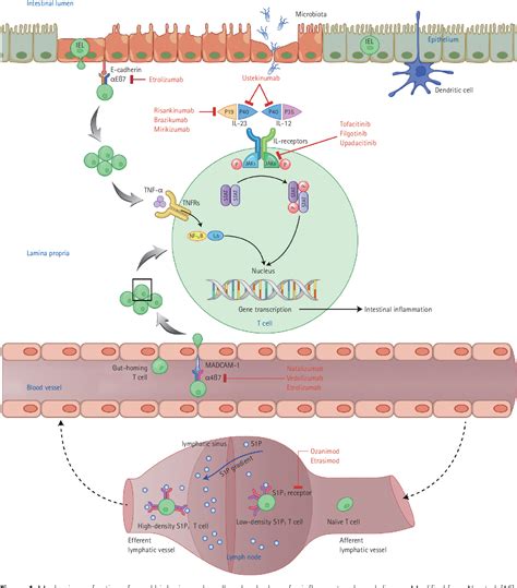 Figure From Management Of Inflammatory Bowel Disease Beyond Tumor