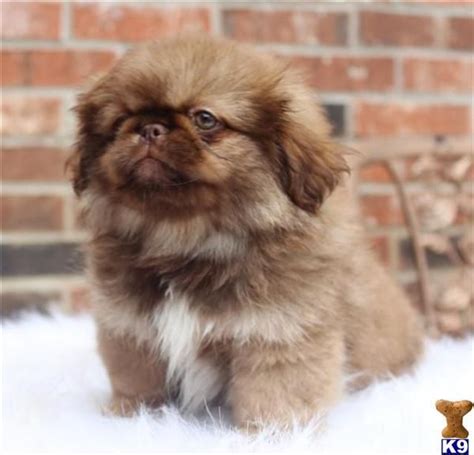 pekingese puppies - Google Search | Pekingese puppies, Pekingese ...