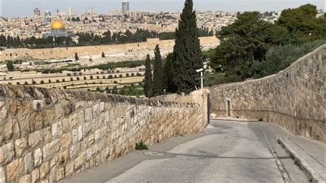 Recorriendo el lugar por donde Jesús entró a Jerusalén el Domingo de