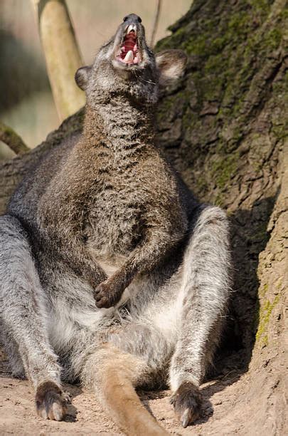 Kangaroo Teeth Stock Photos, Pictures & Royalty-Free Images - iStock