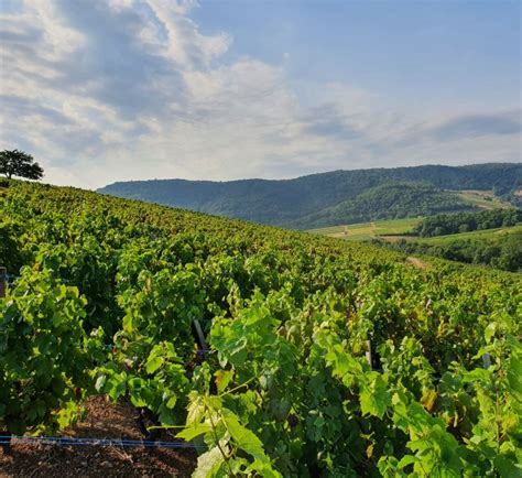 Intervignes Vignes En Aop Julienas