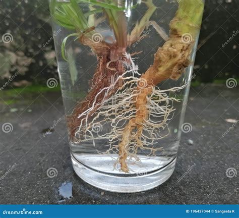 Tap Root System Photos - Free & Royalty-Free Stock Photos from Dreamstime