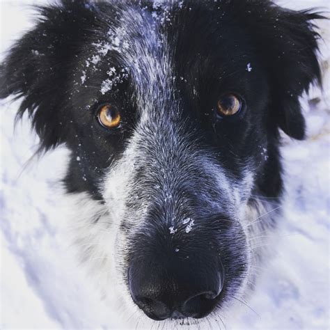 27 Fluffy Border Collie Picture Bleumoonproductions