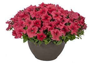 Suntory Flowers Expands Two Surfinia Petunia Series Heavenly And Xxl