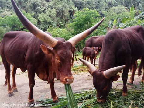 Meet Ankole-Watusi in Taman Safari - Bogor Private Tour Guide