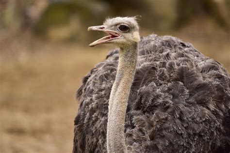 Ostrich The Maryland Zoo