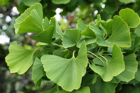 Side Effects of Using Ginkgo Biloba | Healthfully