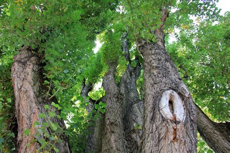 Free Images Tree Branch Leaf Flower Trunk Log Green Jungle