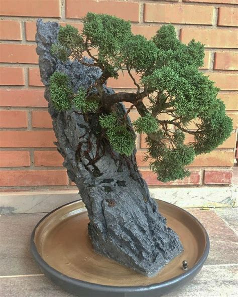 Do You Like Rock Bonsai🌳 🌿🌿🌿 Get Our Free Checklist Link In Bio 🌿🌿🌿