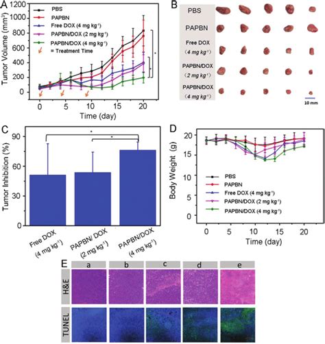 In Vivo Anti Tumor Efficacy And Histological Observation Of Tumor