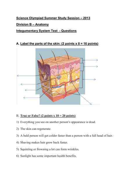 Integumentary System Diagram