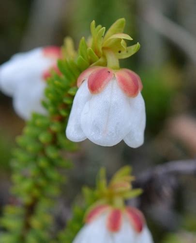 Moss Heather Rare Plants Of Newfoundland · Inaturalist