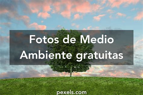 1000 Fotos De Medio Ambiente · Pexels · Fotos De Stock Gratis