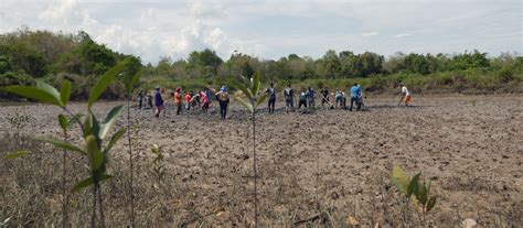 CBEMR Mangrove Restoration Mangrove Action Project