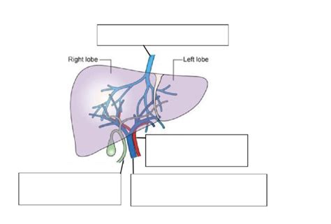 Liver Diagram Diagram Quizlet