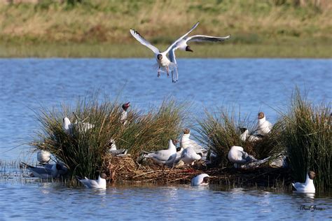 L Eau Baisse Les Mouettes Rieuses S Intallent Jean Bail Flickr