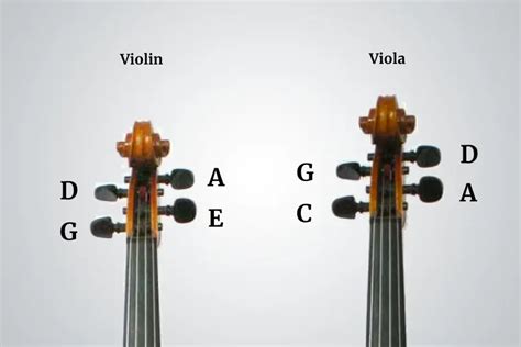 Viola Vs Violin 5 Major Differences Infamous Musician