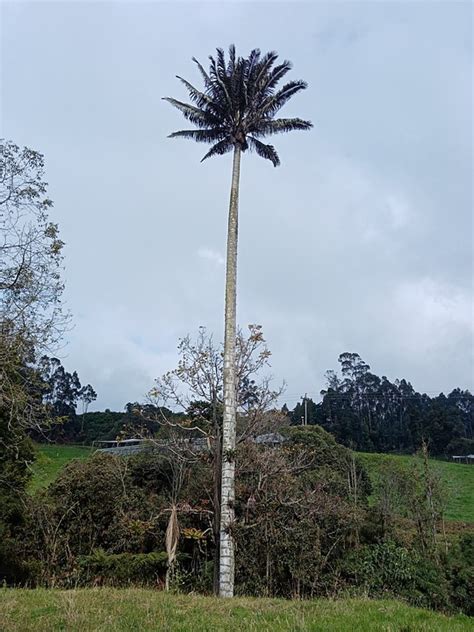 Wax Palm Nature Facatativ Free Photo On Pixabay Pixabay