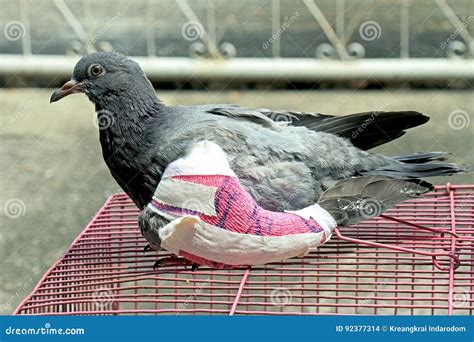 Injured Birds, Pigeon with a Broken Wing, Little Young Bird, Pigeon ...