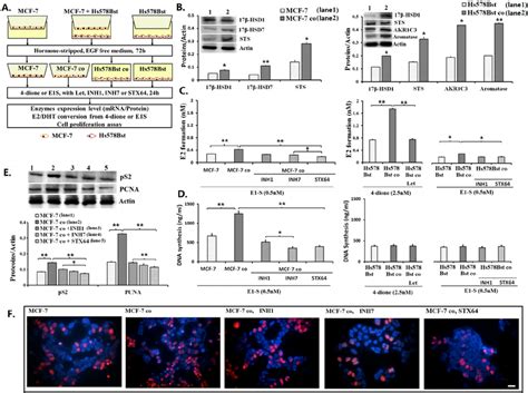 Activities Of Mcf 7 And Hs578bst Cells In Transwell Based 2d Co Culture