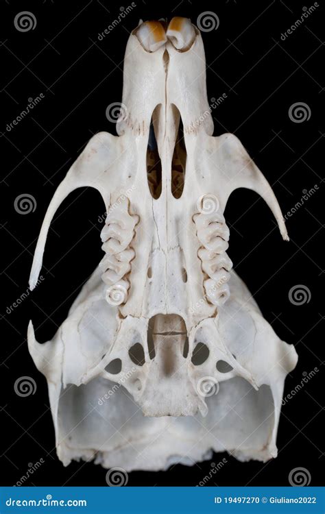 Mouse Skull Stock Photo - Image: 19497270