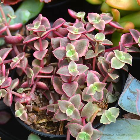 Crassula Marginalis Brogioni Le Mosse Ortofloricoltura