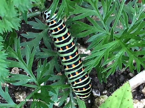 Swallowtail Butterfly caterpillar in the UK | Wildlife Insight