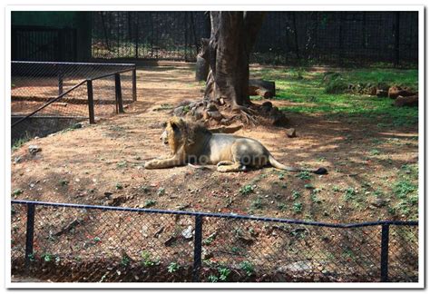 Mysore zoo animals 6