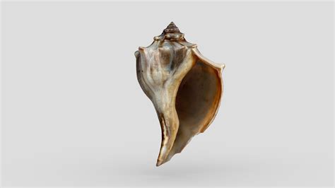 Knobbed Whelk Download Free 3d Model By Terrie Simmons Ehrhardt